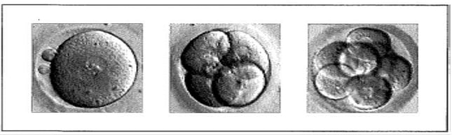 cell_division